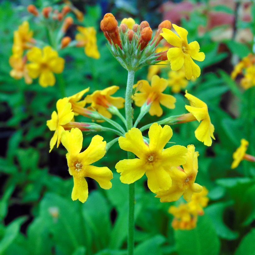 Primula bulleyana - Etagen-Primel (Flowering)