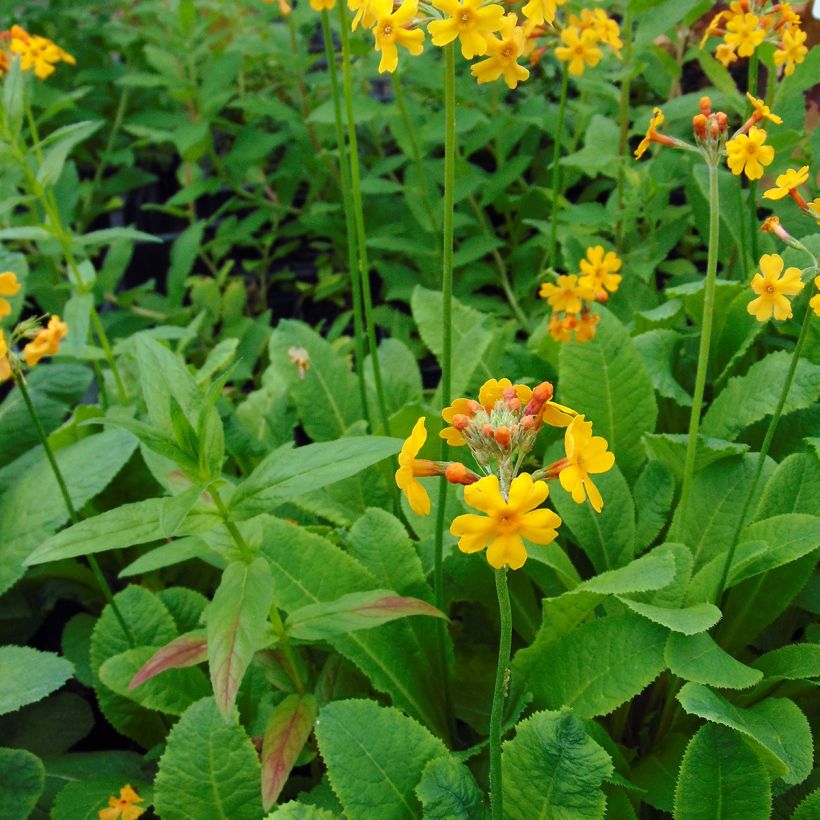 Primula bulleyana - Etagen-Primel (Plant habit)