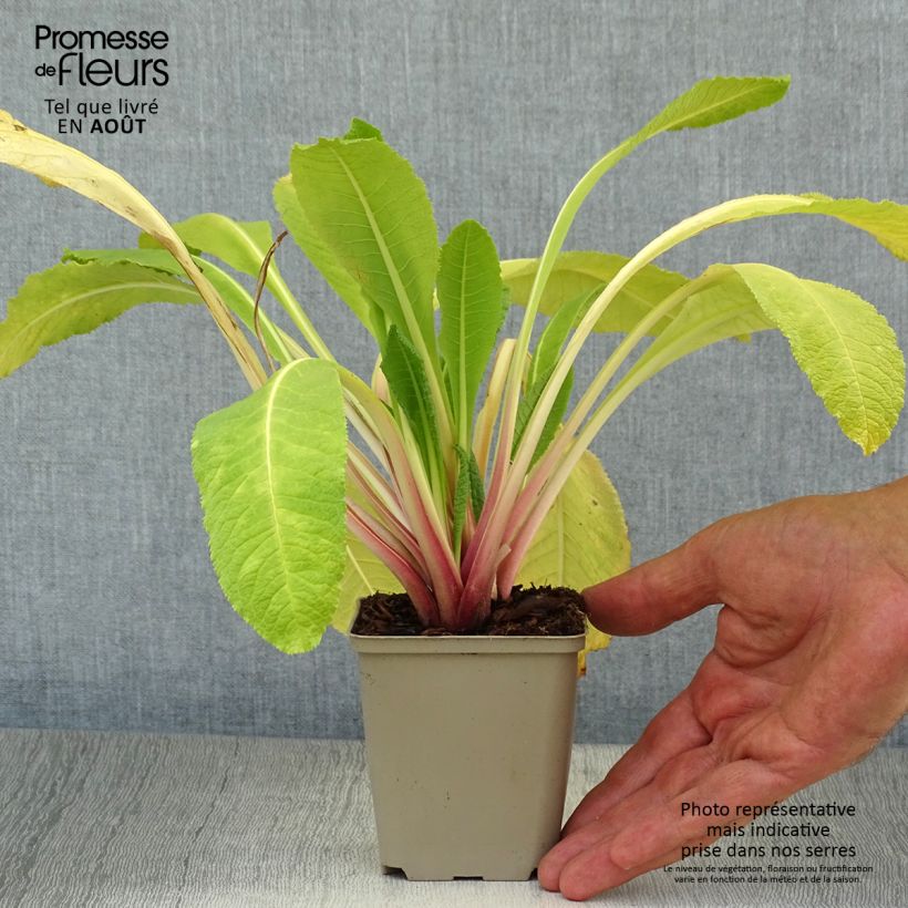 Exemplar von Primula bulleyana - Etagen-Primel Kleine Töpfe von 8/9 cm wie im Sommer geliefert