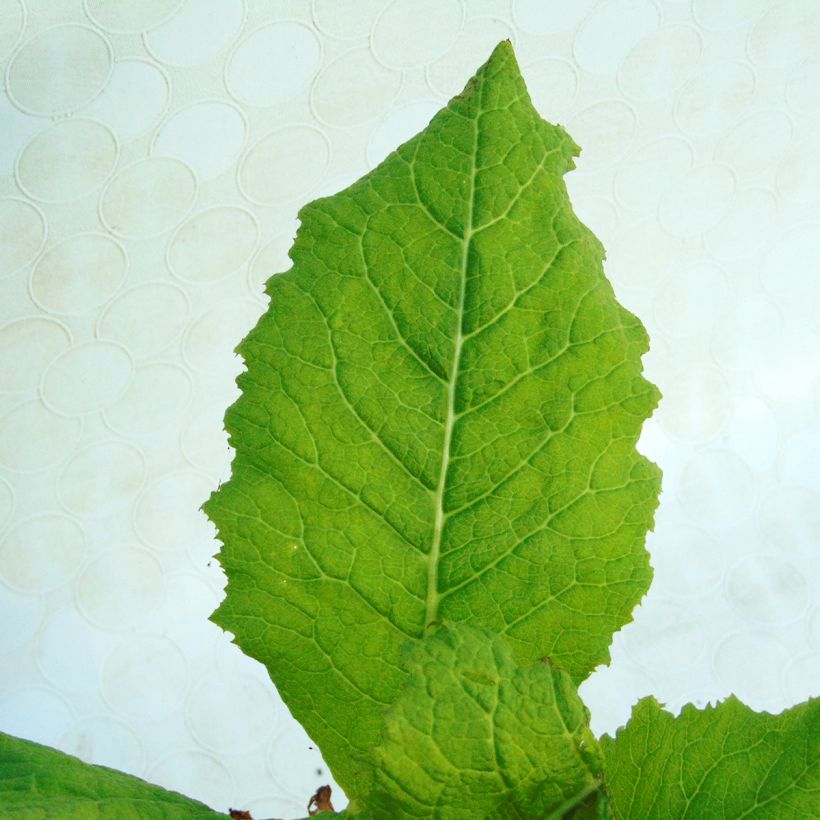 Primula japonica Alba - Etagen-Primel (Foliage)