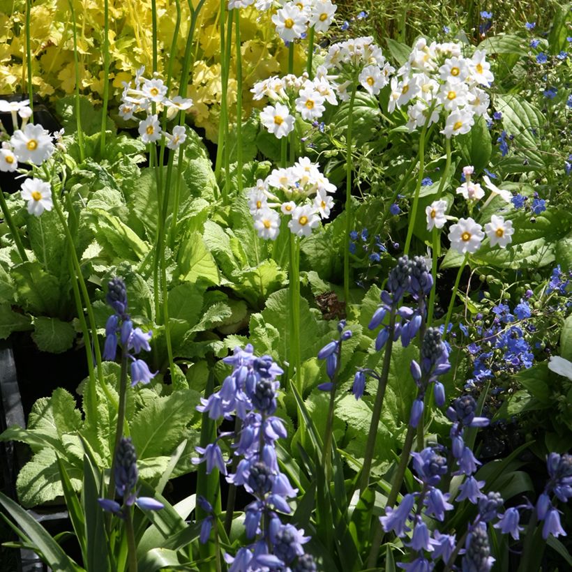 Primula japonica Alba - Etagen-Primel (Plant habit)