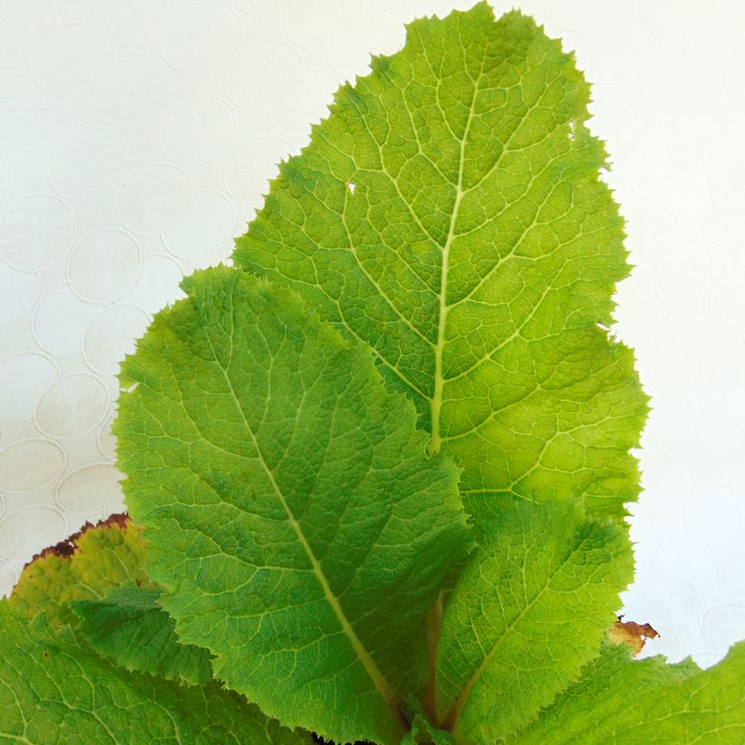 Primula japonica Millers Crimson - Etagen-Primel (Foliage)