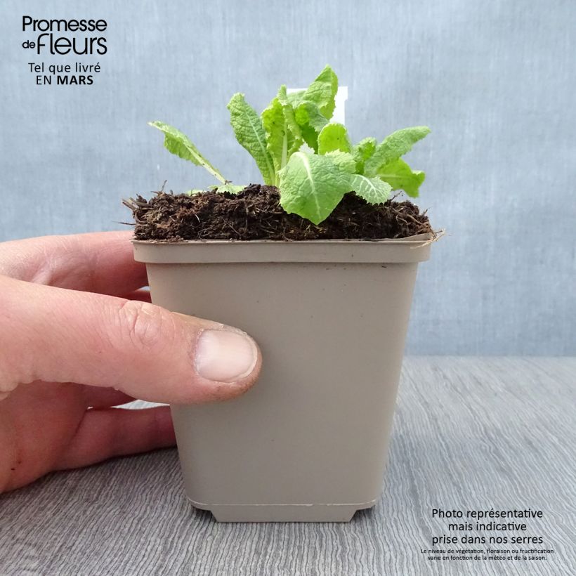 Exemplar von Primula pulverulenta - Primel Kleine Töpfe von 8/9 cm wie im Frühjahr geliefert