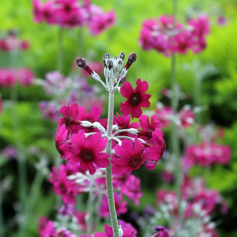 Primula pulverulenta - Primel (Flowering)