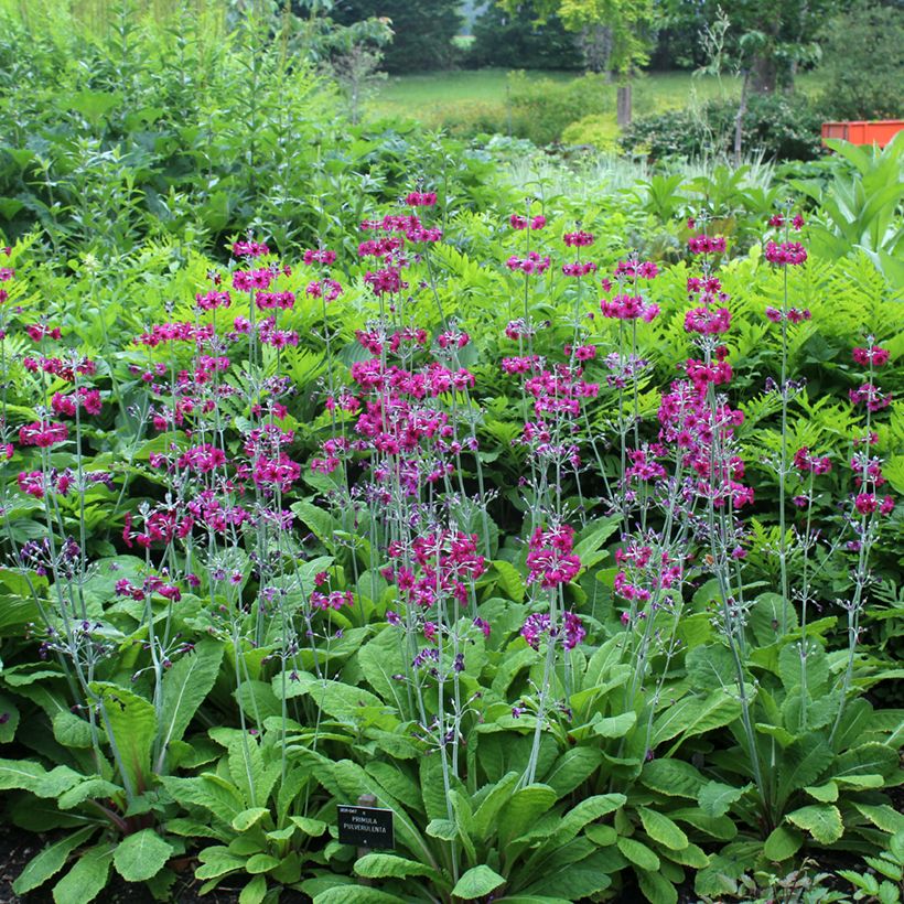 Primula pulverulenta - Primel (Plant habit)