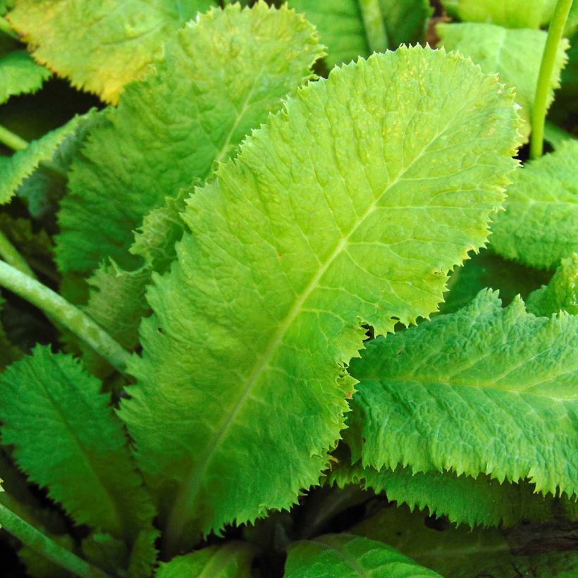Primula capitata subsp. mooreana - Kopfige Schlüsselblume (Foliage)