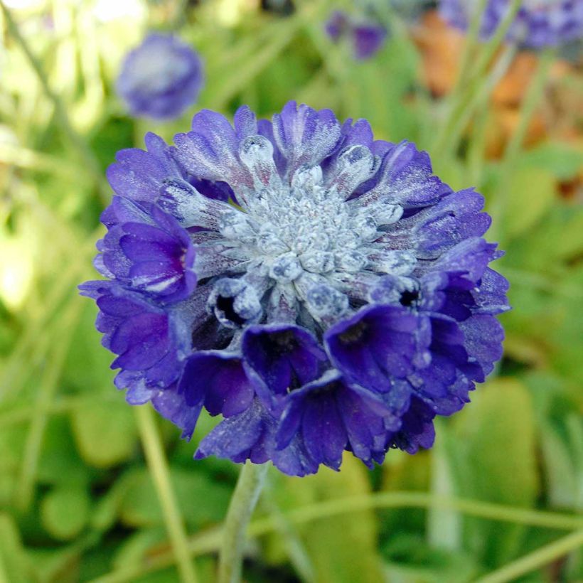 Primula capitata subsp. mooreana - Kopfige Schlüsselblume (Flowering)