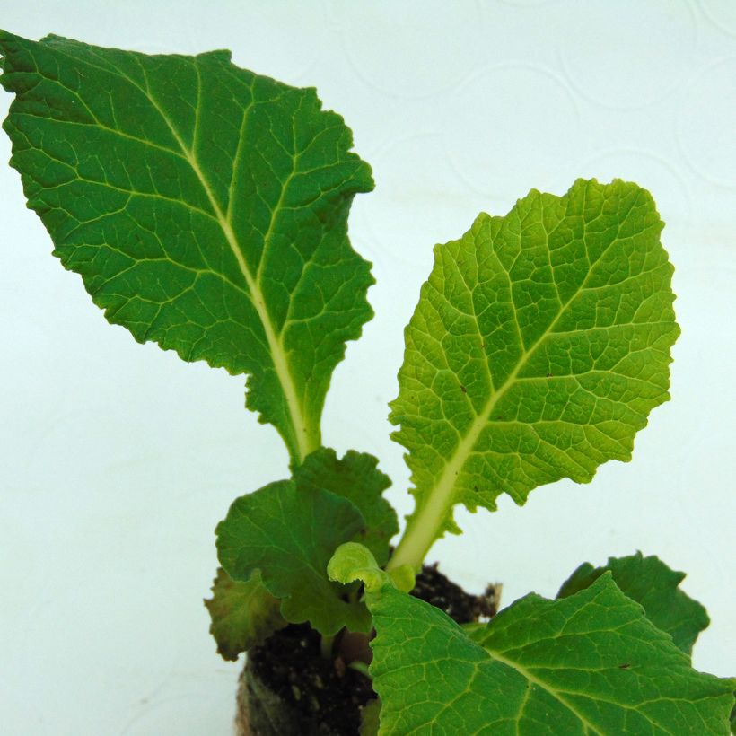 Primula Belarina Amethyst Ice - Kissenprimel (Foliage)