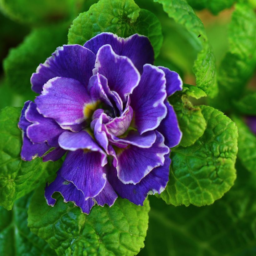 Primula Belarina Amethyst Ice - Kissenprimel (Flowering)