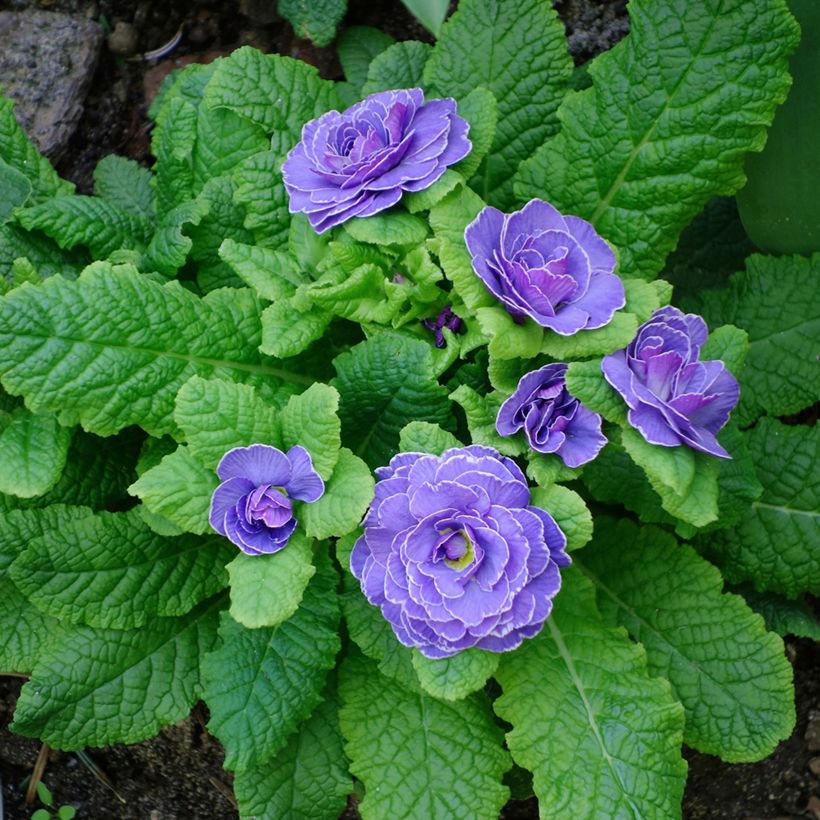 Primula Belarina Amethyst Ice - Kissenprimel (Plant habit)