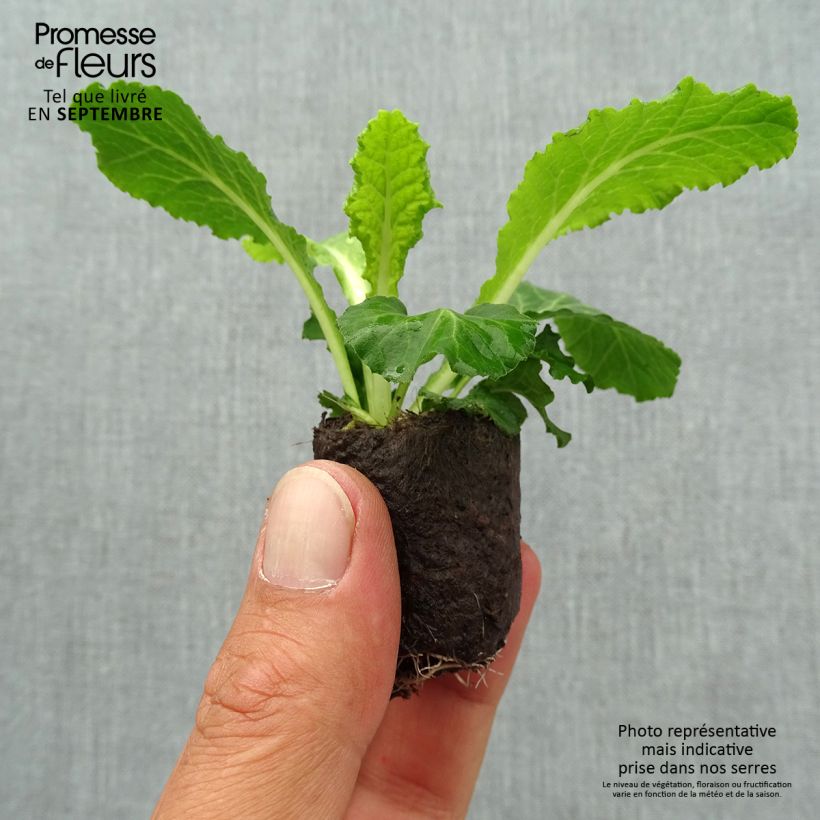 Example of Primula Belarina Baltic Blue - Kissenprimel Mini-Plug Ø 3/4 cm as you get in automne