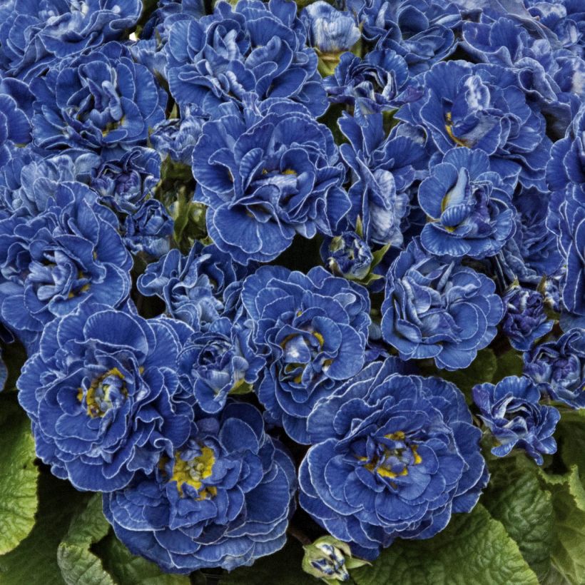 Primula Belarina Baltic Blue - Kissenprimel (Flowering)