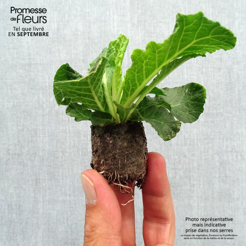 Example of Primula Belarina Beaujolais - Kissenprimel Mini-Plug Ø 3/4 cm as you get in automne