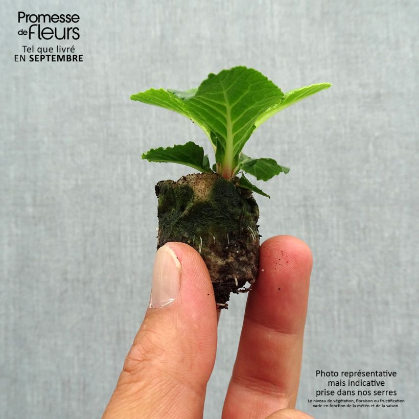 Example of Primula Belarina Buttercup Yellow - Kissenprimel Mini-Plug Ø 3/4 cm as you get in automne