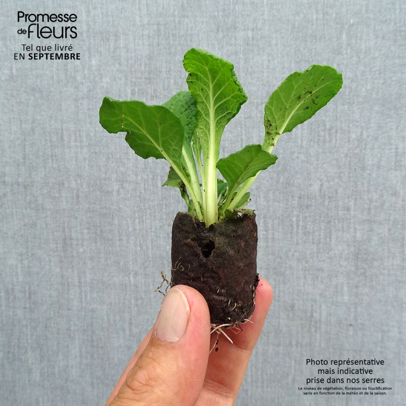 Example of Primula Prima Belarina Carmen - Kissenprimel Mini-Plug Ø 3/4 cm as you get in automne