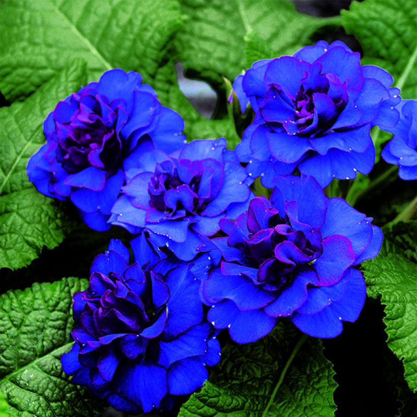 Primula Belarina Cobalt Blue - Kissenprimel (Flowering)