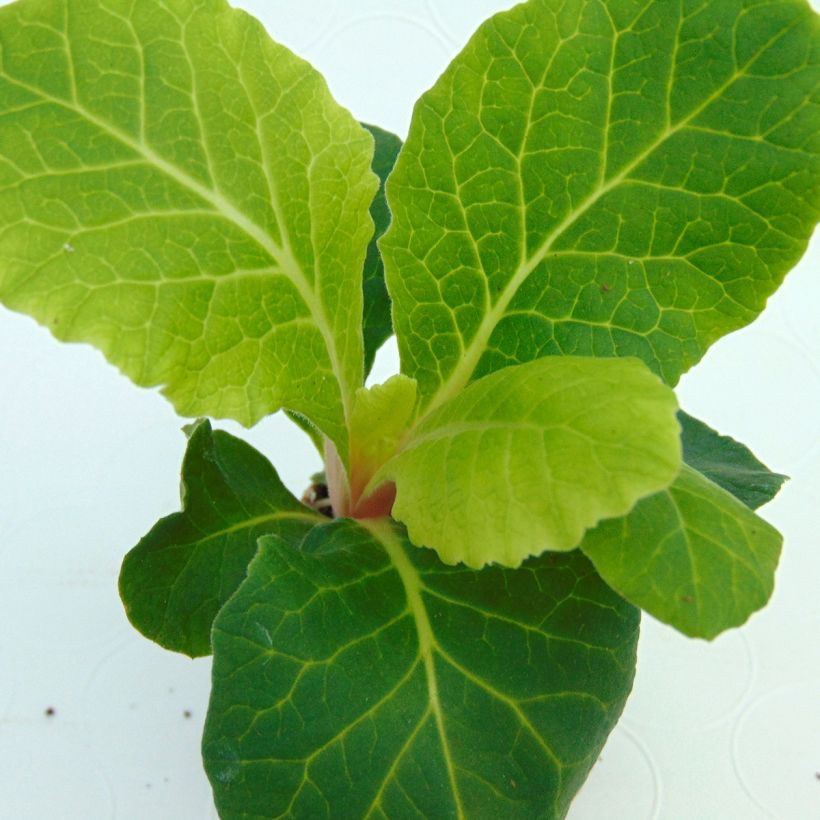 Primula Belarina Cream - Kissenprimel (Foliage)