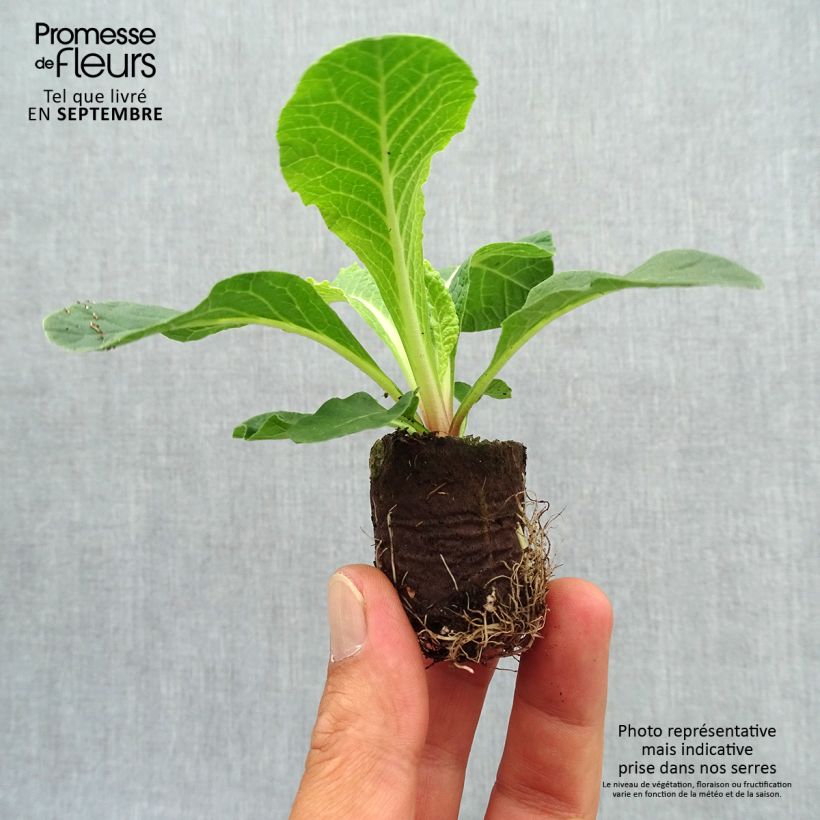Example of Primula Belarina Cream - Kissenprimel Mini-Plug Ø 3/4 cm as you get in automne