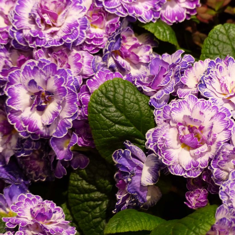Primula Belarina Lively Lilac - Kissenprimel (Flowering)