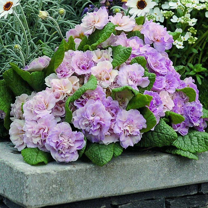 Primula Belarina Pink Champagne - Kissenprimel (Plant habit)