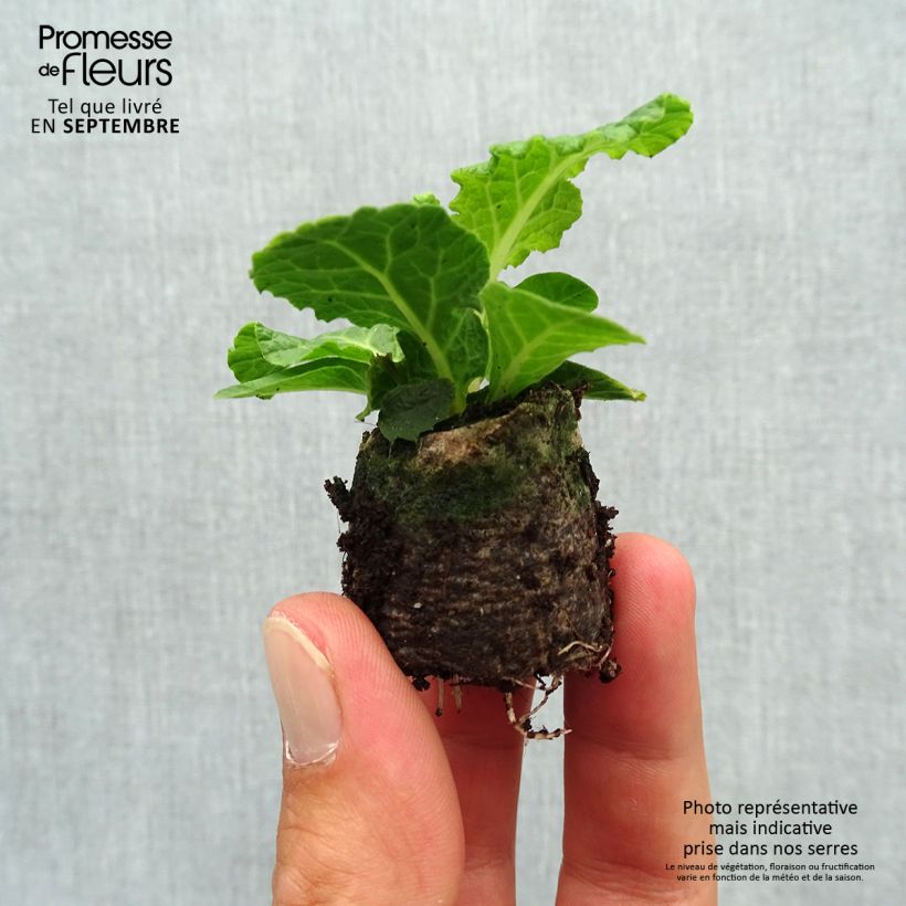 Example of Primula Belarina Pink Champagne - Kissenprimel Mini-Plug Ø 3/4 cm as you get in automne