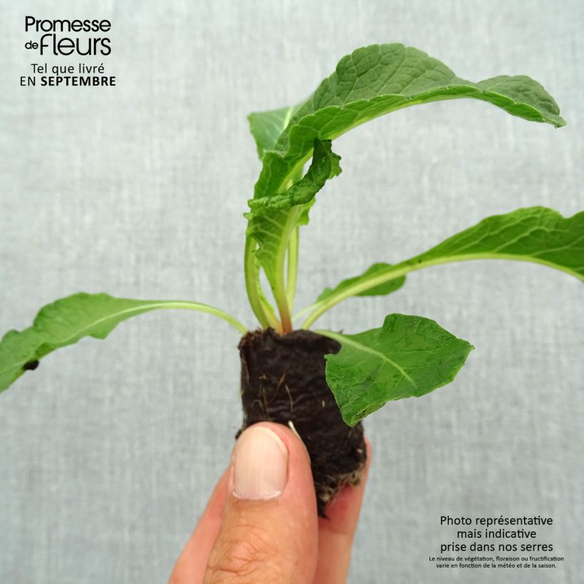 Example of Primula Belarina Pink Ice - Kissenprimel Mini-Plug Ø 3/4 cm as you get in automne