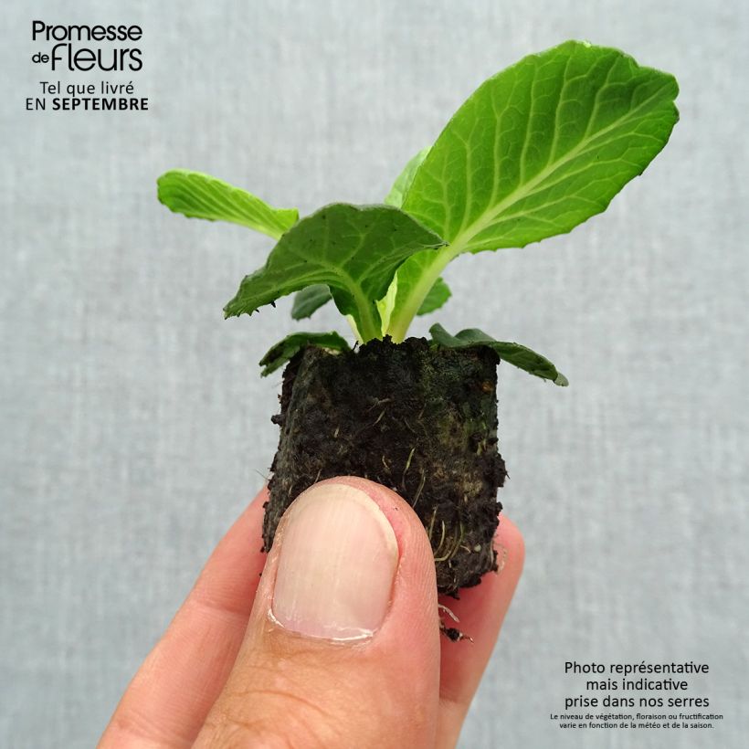 Example of Primula Belarina Purple Dawn - Kissenprimel Mini-Plug Ø 3/4 cm as you get in automne