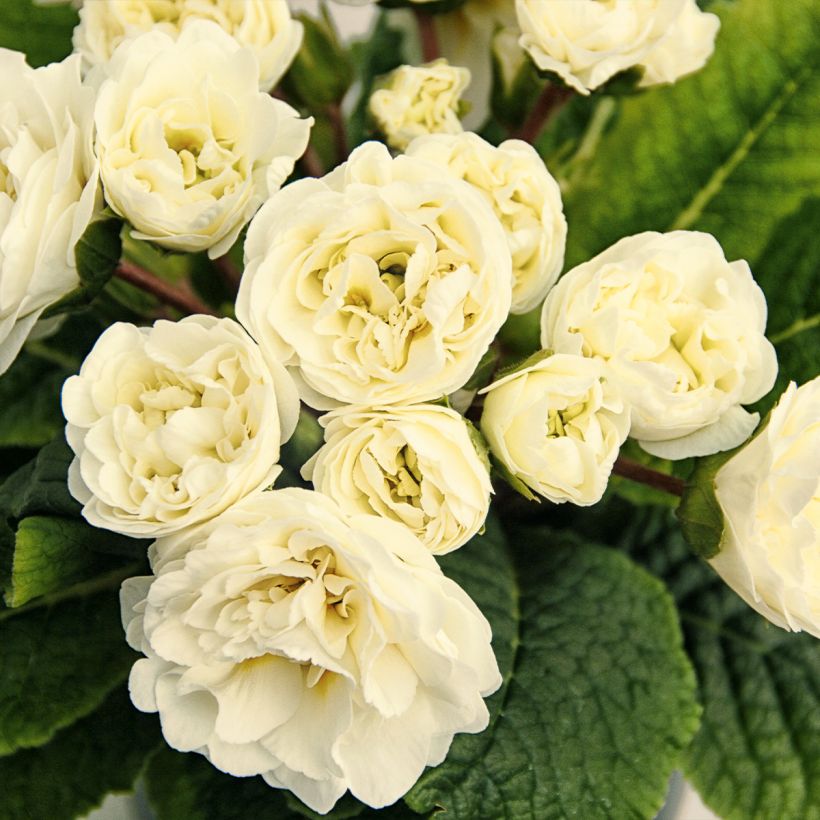 Primula Belarina Vanilla - Kissenprimel (Flowering)