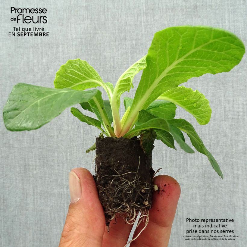 Example of Primula Belarina Vanilla - Kissenprimel Mini-Plug Ø 3/4 cm as you get in automne