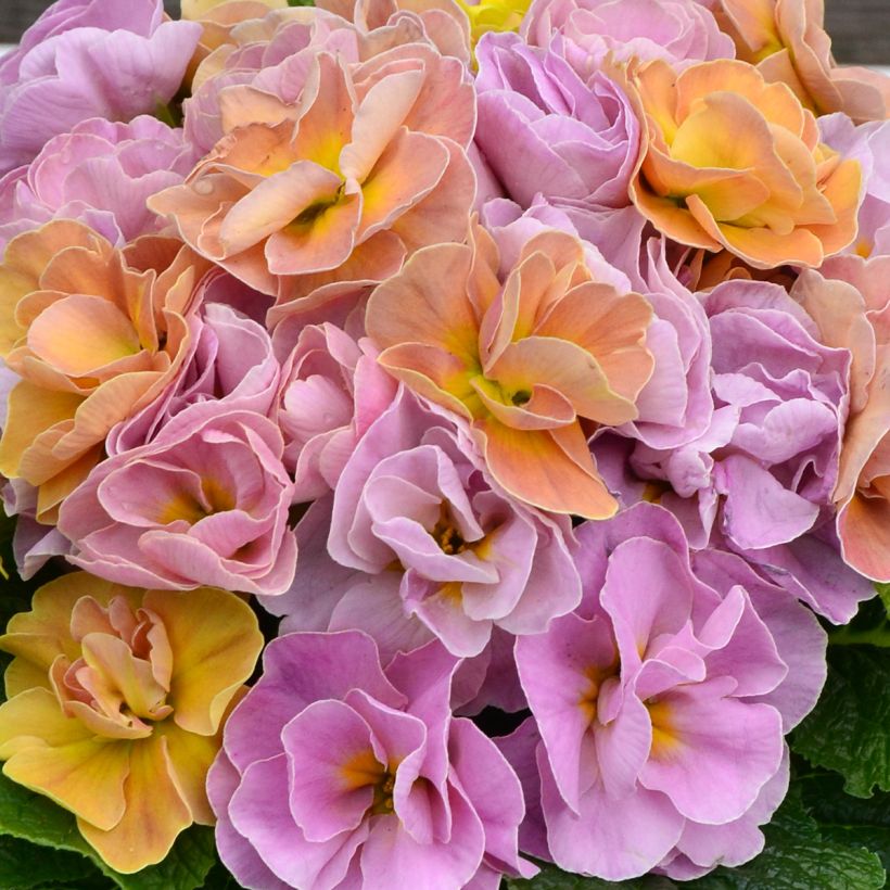 Primula acaulis Rubens Antique Rose F1 - Kissenprimel (Flowering)