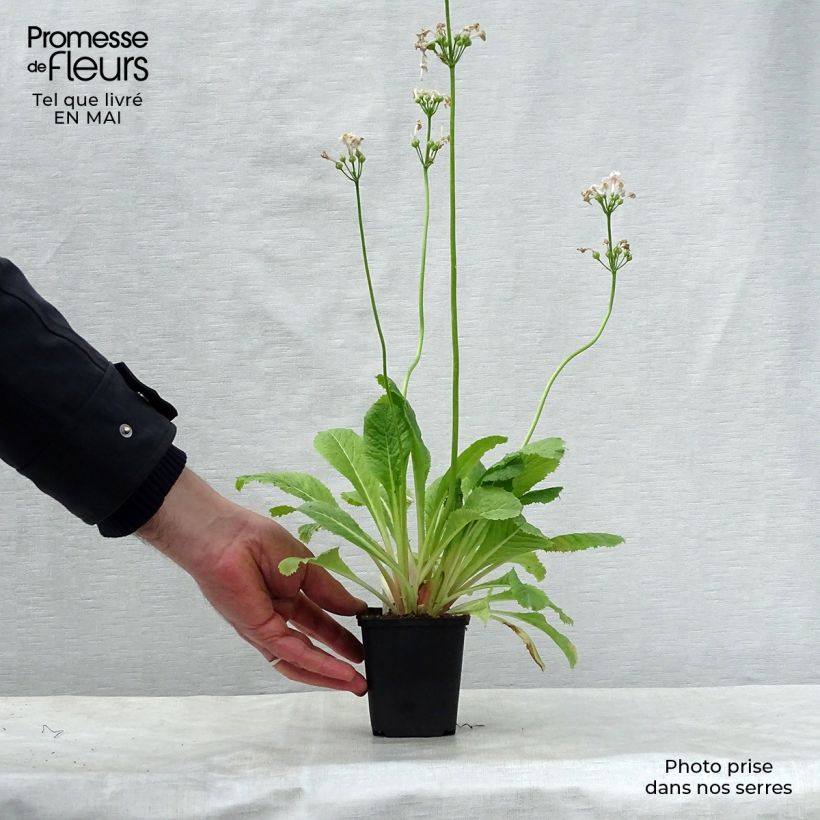 Exemplar von Primula japonica Apple Blossom - Etagen-Primel Kleine Töpfe von 8/9 cm wie im Frühjahr geliefert