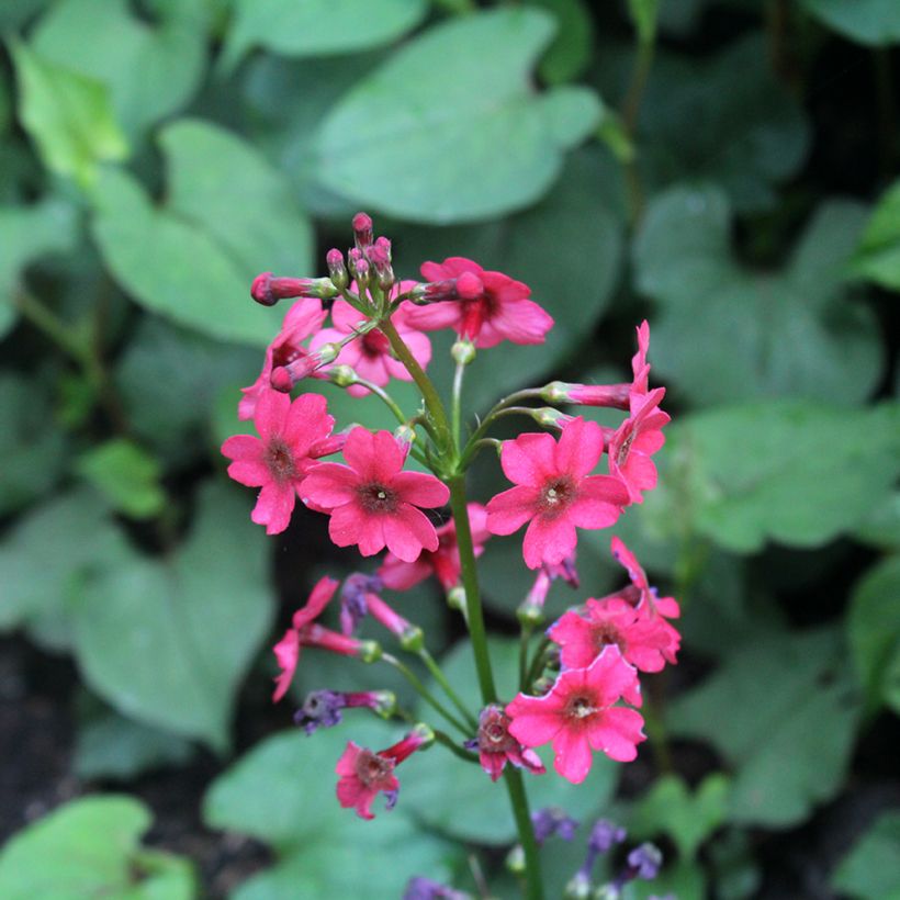Primula japonica Millers Crimson - Etagen-Primel (Flowering)