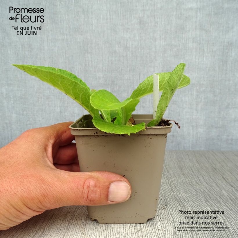 Exemplar von Hohe Schlüsselblume double Rubens - Primula Kleine Töpfe von 8/9 cm wie im Sommer geliefert