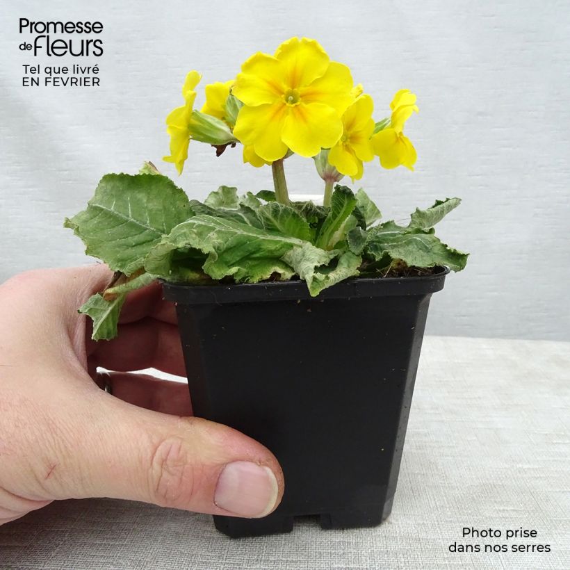 Exemplar von Hohe Schlüsselblume double Rubens - Primula Kleine Töpfe von 8/9 cm wie im Winter geliefert