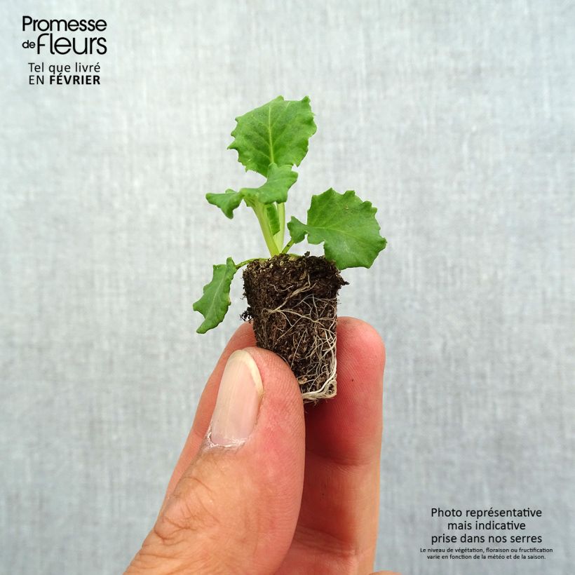 Example of Primula Flamenco Fire - Kissenprimel Mini-Plug Ø 1,5/2,5 cm as you get in automne