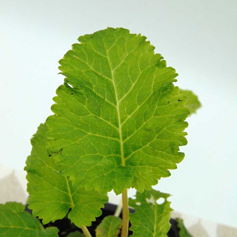 Primula florindae - Tibetische Schlüsselblume (Foliage)