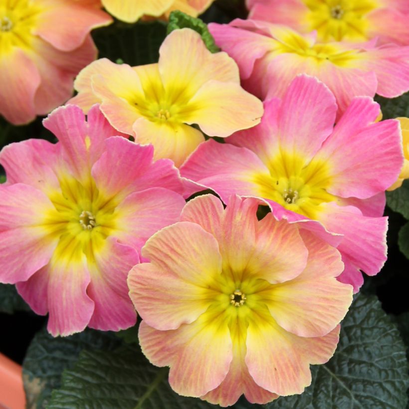 Primula hybrida Chameleon F1 - Primel (Flowering)