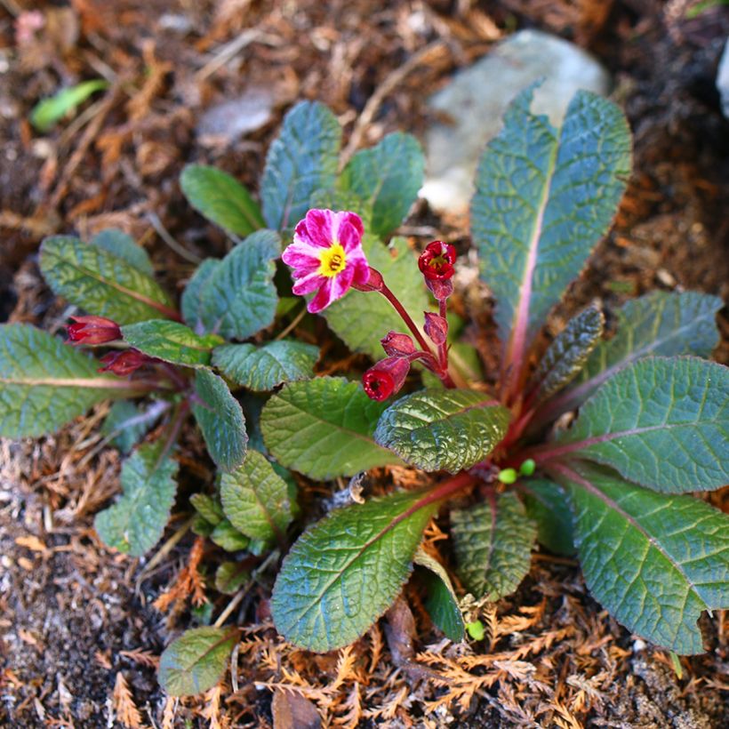 Primula polyantha Dark Rosaleen - Primel (Plant habit)