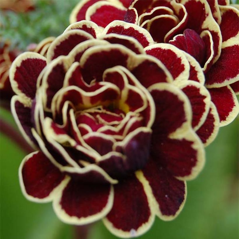 Primula Elizabeth Killelay - Kissenprimel (Flowering)