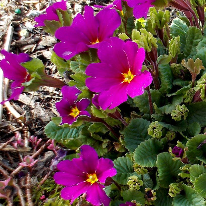 Primula juliae Wanda - Primel (Flowering)