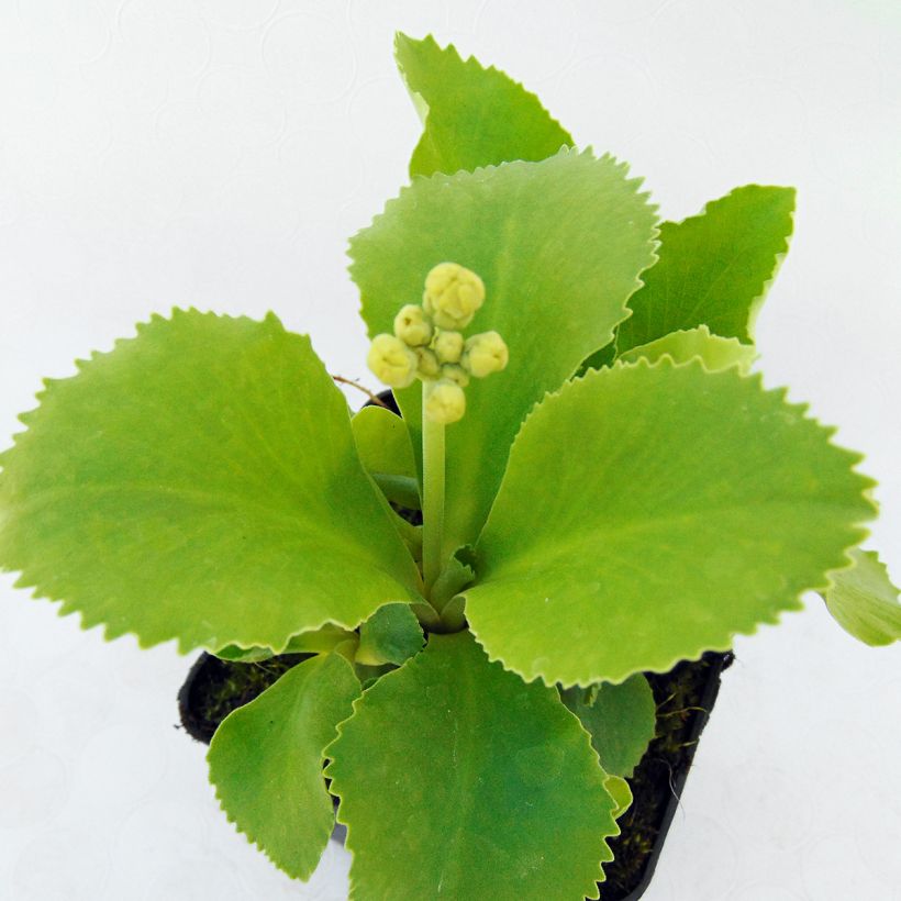 Primula pubescens Mix - Primel (Foliage)