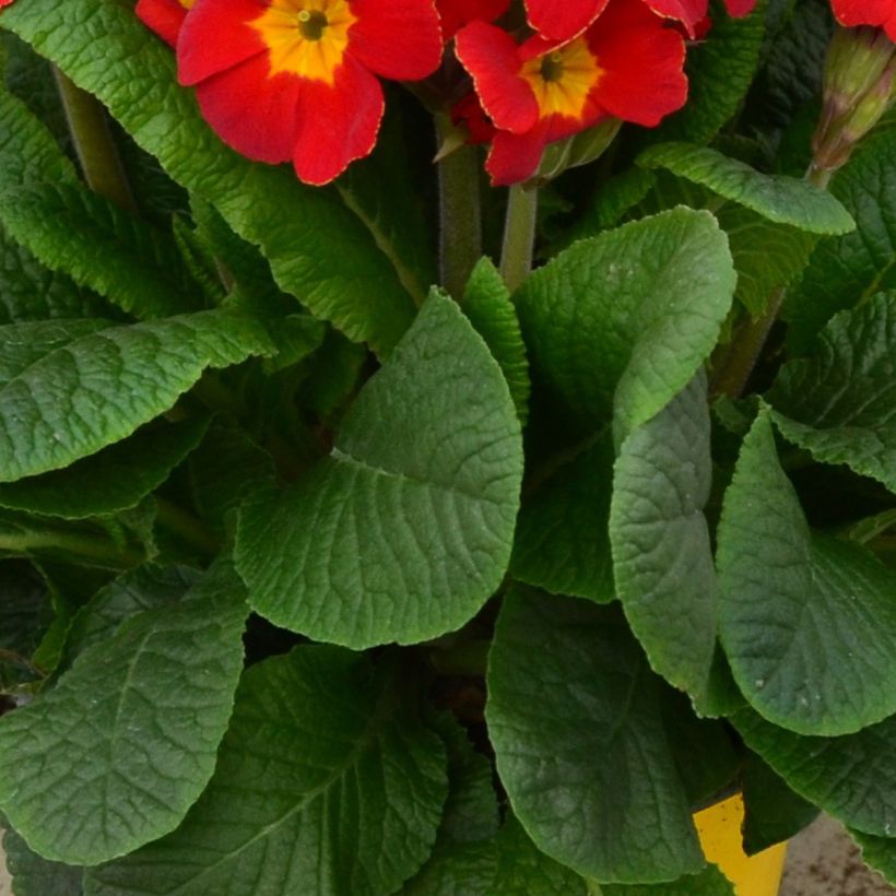 Hohe Schlüsselblume Colibri Red Shades - Primula (Foliage)