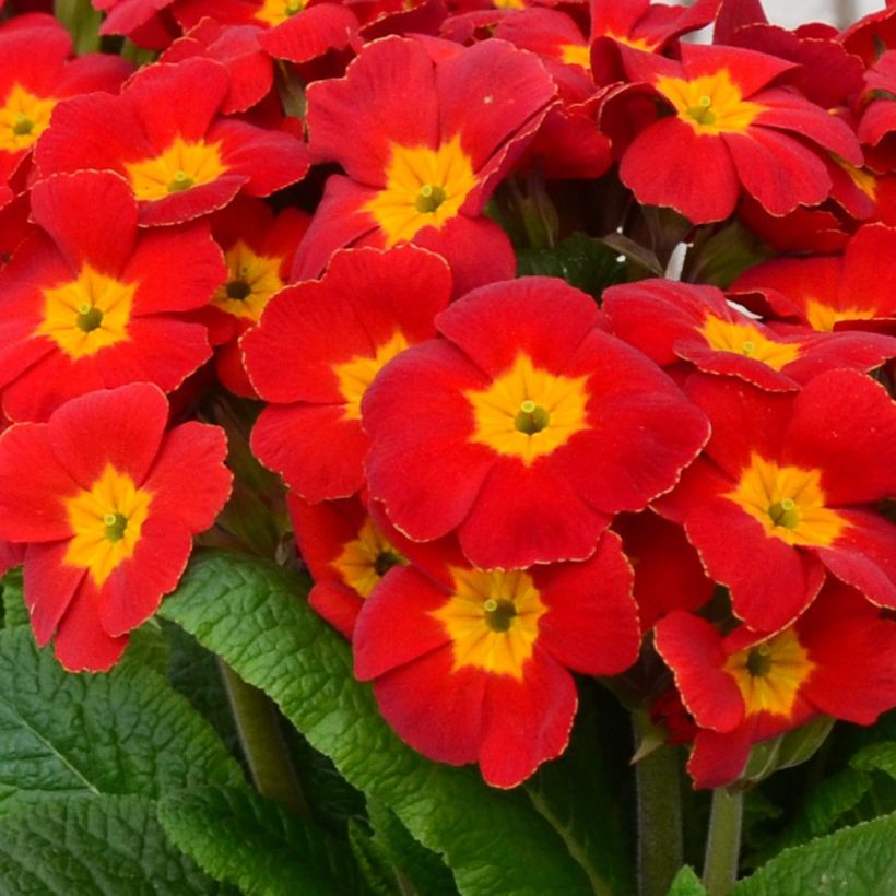 Hohe Schlüsselblume Colibri Red Shades - Primula (Flowering)