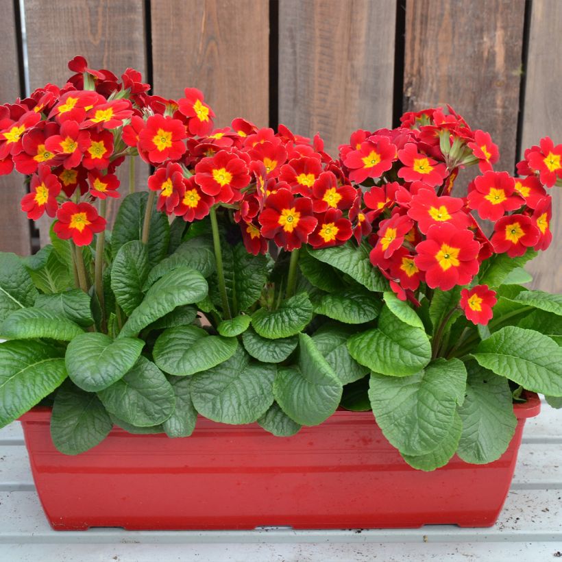 Hohe Schlüsselblume Colibri Red Shades - Primula (Plant habit)