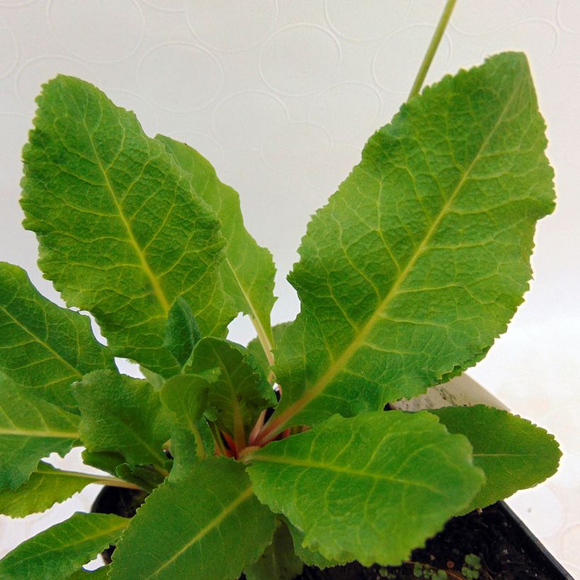 Primula rosea Grandiflora - Rosenprimel (Foliage)