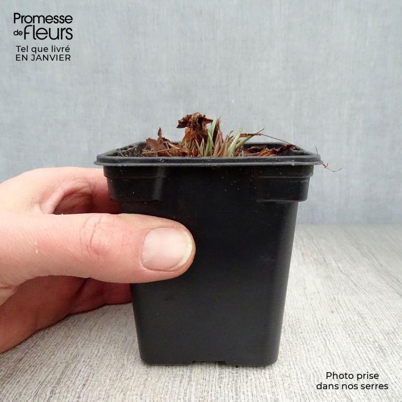 Exemplar von Primula rosea Grandiflora - Rosenprimel Kleine Töpfe von 7/8 cm wie im Winter geliefert