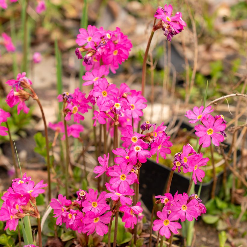 Primula rosea Grandiflora - Rosenprimel (Flowering)