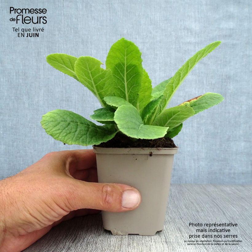 Exemplar von Gelbe Stängellose Schlüsselblume - Primula vulgaris Kleine Töpfe von 8/9 cm wie im Sommer geliefert