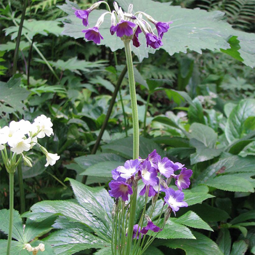 Primula alpicola var. violacea - Primel (Plant habit)