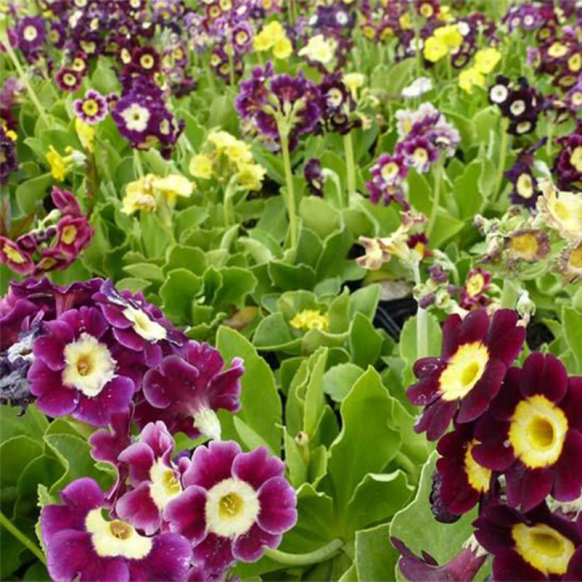 Primula pubescens Mix - Primel (Flowering)